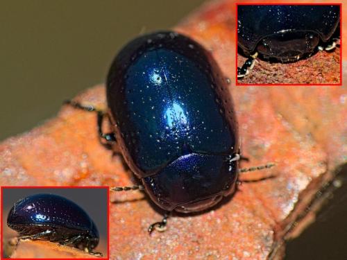 Réf. 352 571 : Chrysolina quadrigemina